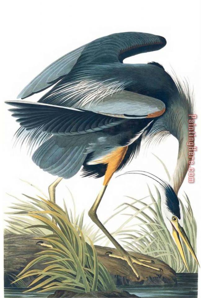 Heron 23 painting - John James Audubon Heron 23 art painting